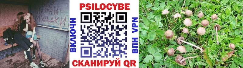 Галлюциногенные грибы Psilocybe  Пикалёво 
